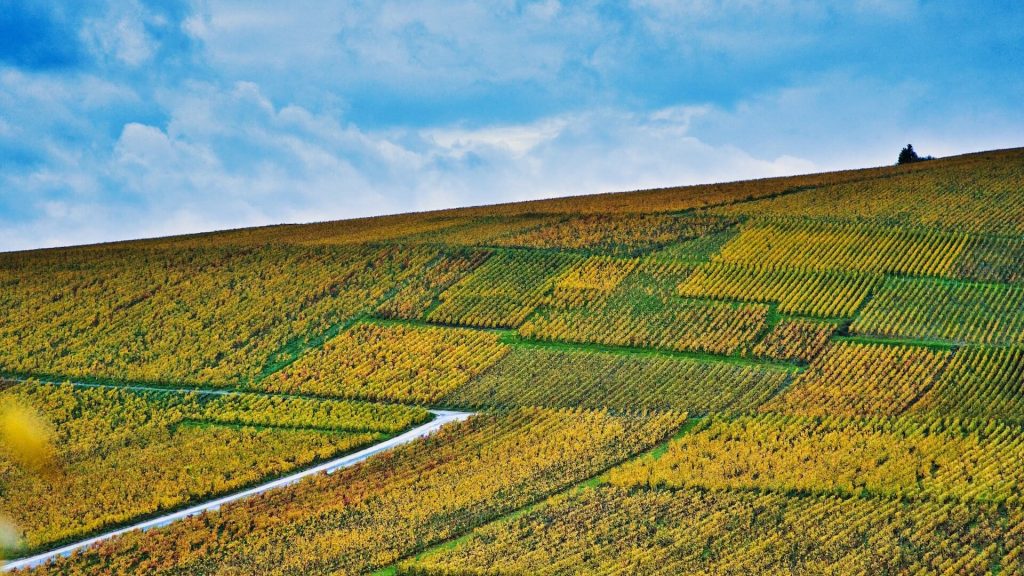 Panorama de vignobles illustrant les collines ondulantes et les vignes luxuriantes de la région de Champagne.